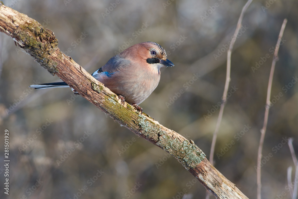 Bird - Eurasian jay sits on a thick branch in the winter forest on the background of bushes. Bird - Eurasian jay sits on a thick branch in the winter forest on the background of bushes.