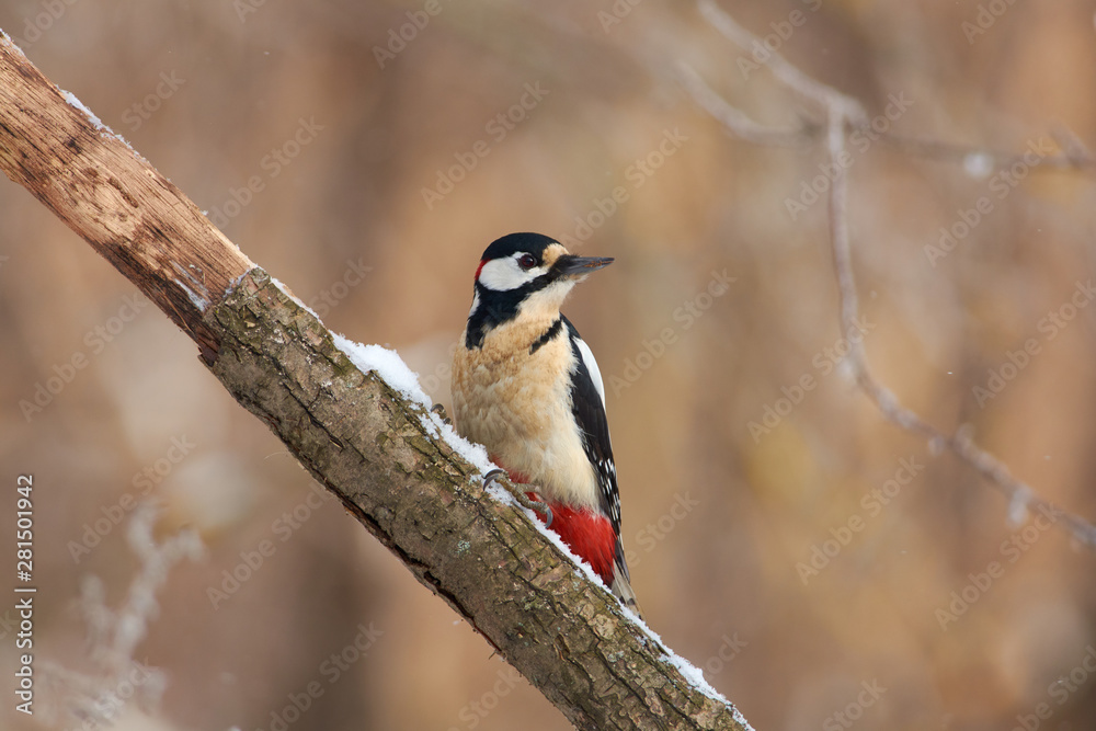 Bird - Great spotted woodpecker sits on a thick branch in the winter forest on the background of bushes. Bird - Great spotted woodpecker sits on a thick branch in the winter forest on the background of bushes.