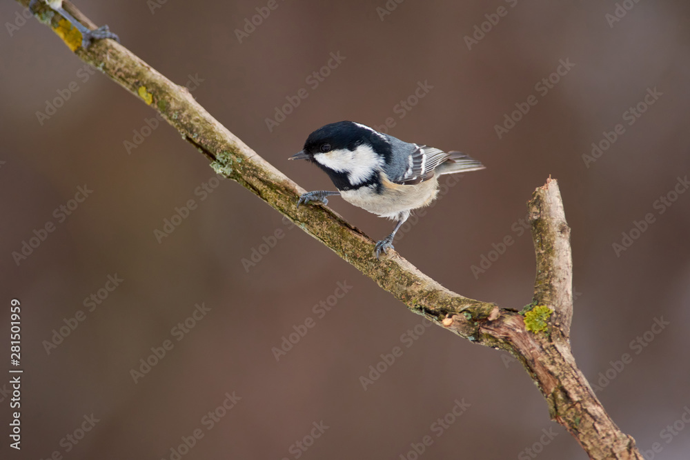 Fototapeta premium Bird - Coal tit sits on a thick branch in the winter forest on the background of bushes.