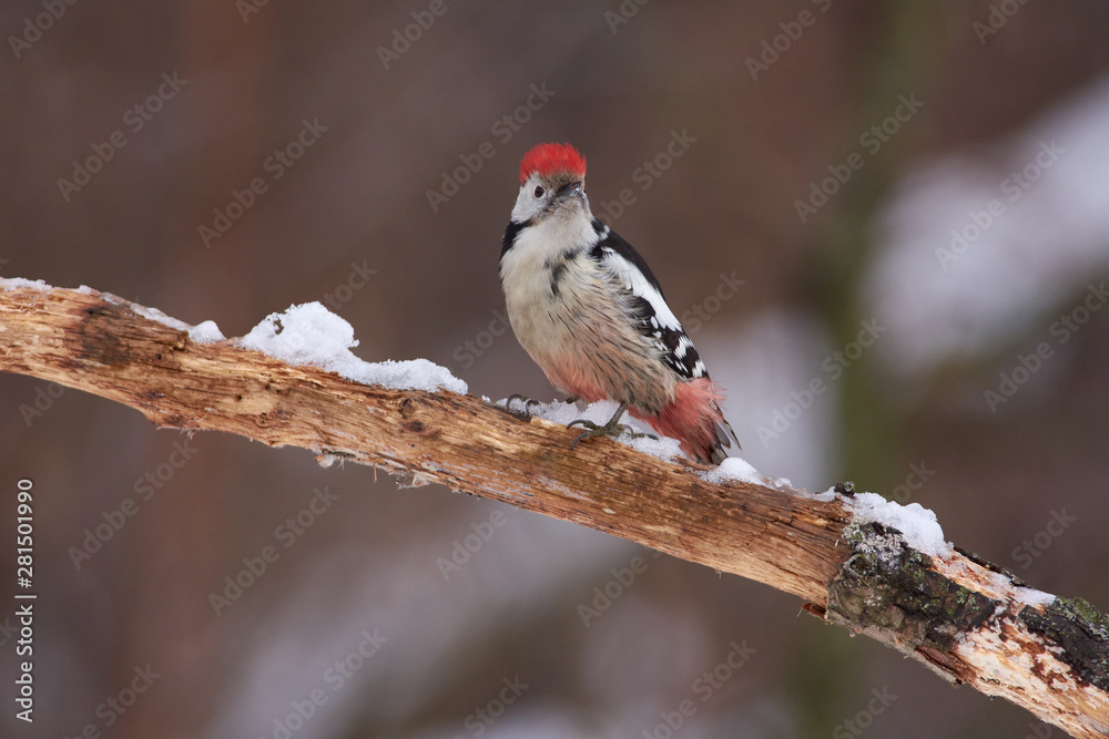 Bird - Middle spotted woodpecker sits on a thick branch in the winter forest on the background of bushes. Bird - Middle spotted woodpecker sits on a thick branch in the winter forest on the background of bushes.