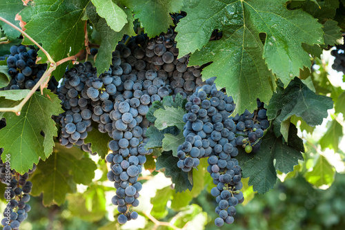 Black grape in vineyard .Israel.