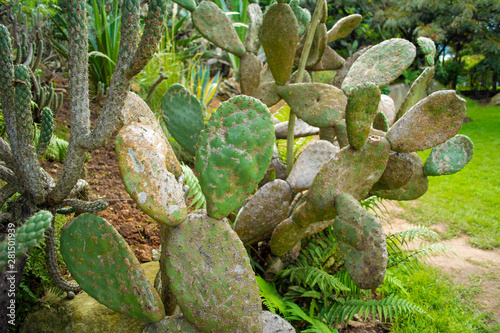 Various types of cactus and plants in the garden