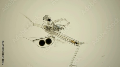 zooplankton under a microscope, prickly water flea Cercopagis pengoi Crustacea, is an invasive species that hunts smaller planktonic organisms, including daphnia, On the video is a gamogenetic female photo