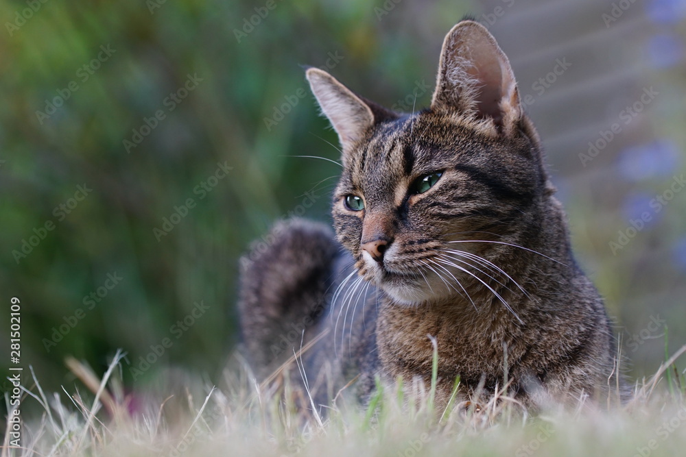 Cat resting in the garden Cat resting in the garden