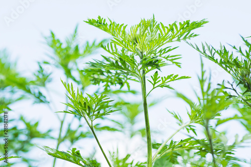 ragweed allergy ambrosia allergy