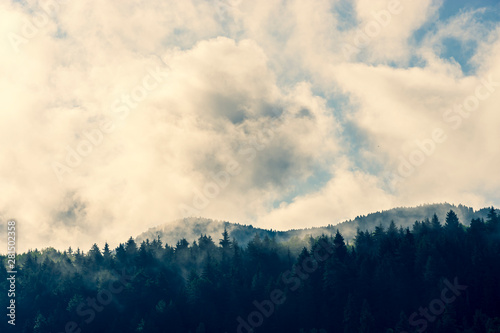 Black Sea turkey and green pine trees forest landscape with blue cloudy sky