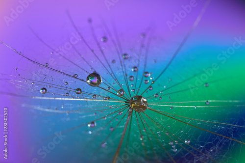 drops of water on a dandelion on a rainbow background