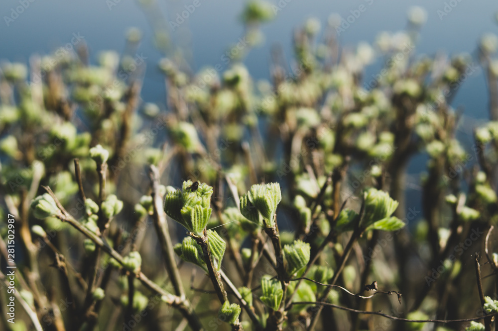 Hedge with branches and buds background. nature backdrop with plants Hedge with branches and buds background. nature backdrop with plants