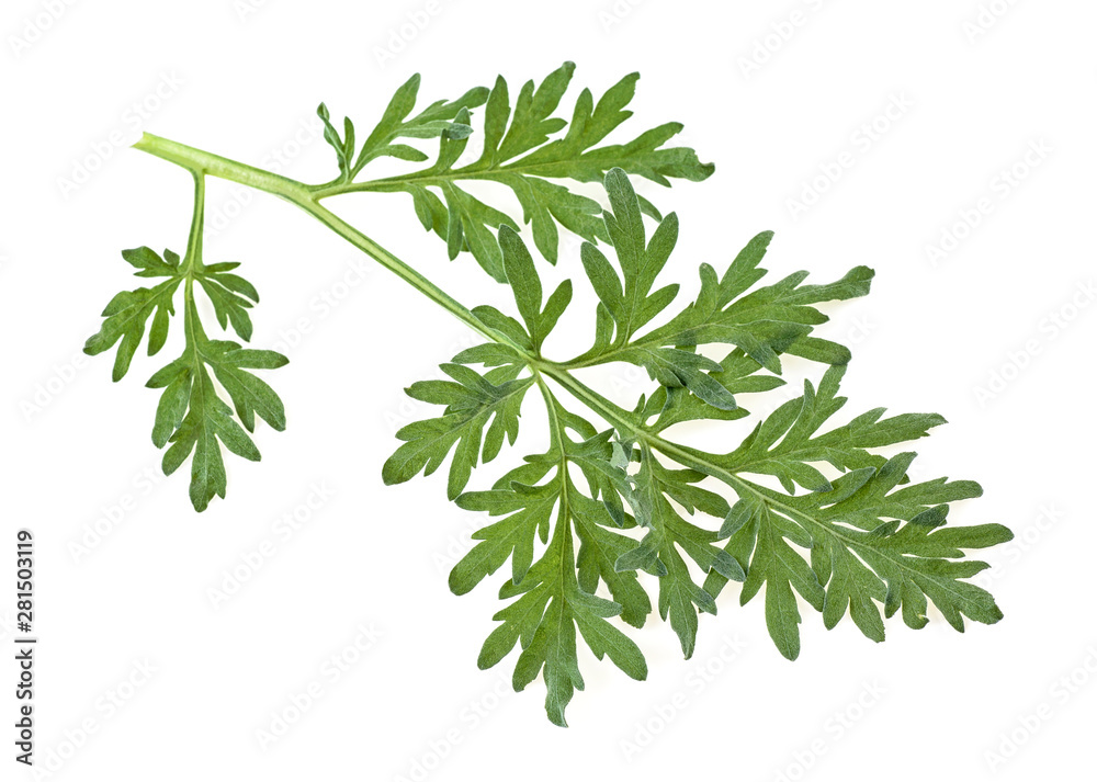 Leaf of wormwood isolated on white background Leaf of wormwood isolated on white background