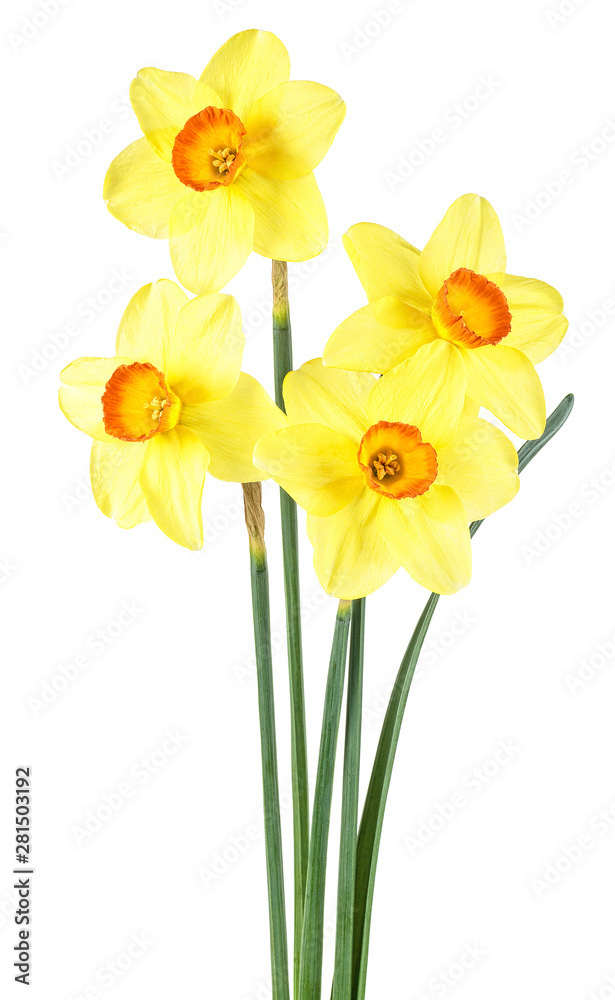 Daffodil flowers or narcissus isolated on a white background Daffodil flowers or narcissus isolated on a white background