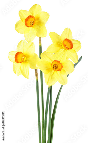 Daffodil flowers or narcissus isolated on a white background
