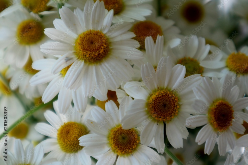 Fototapeta premium camomile background
