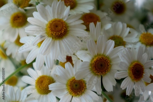 camomile background