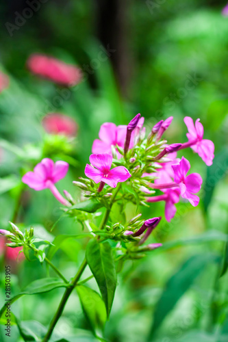 Purple garden Phlox closeup on green foliage background photo