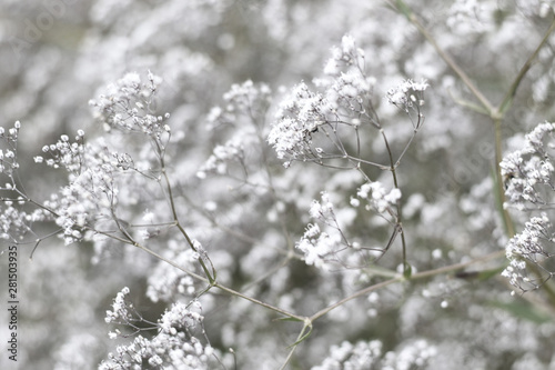 dark background of small white flowers © Iveta