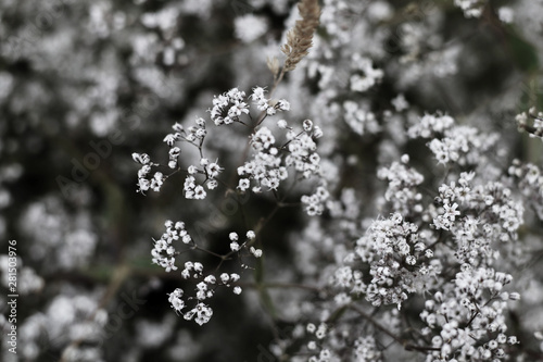 dark background of small white flowers