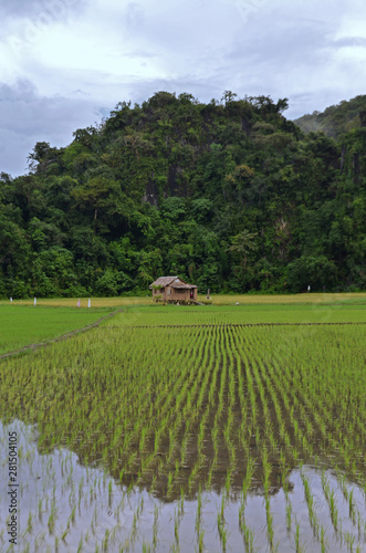 Rice fields in the Philippines semi-covered by water, next to a palms trees and wooden shed.