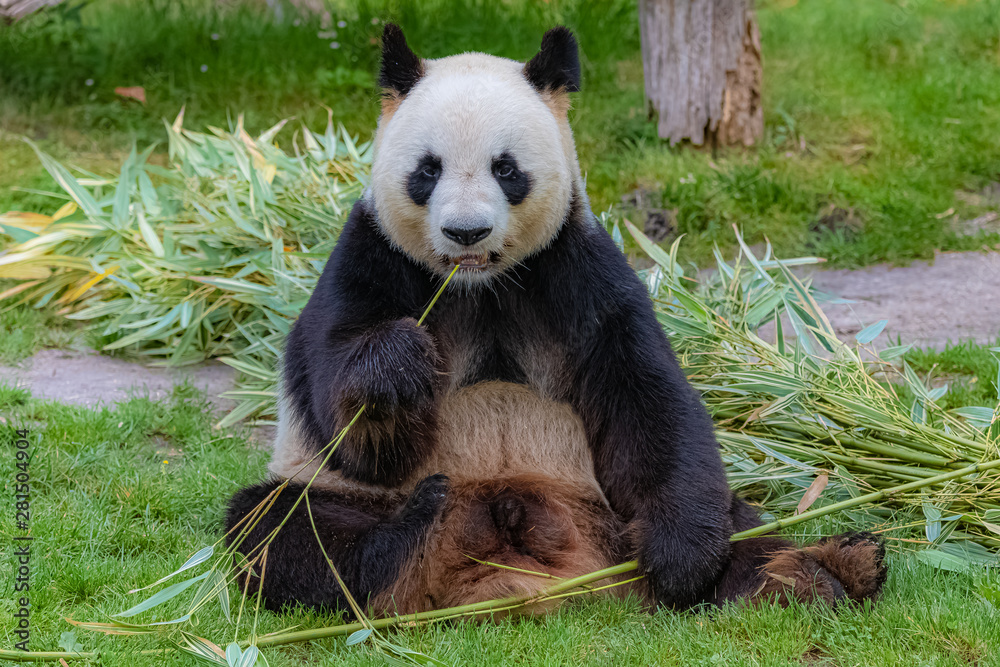 Naklejka premium Giant panda, bear panda eating bamboo sitting in the grass