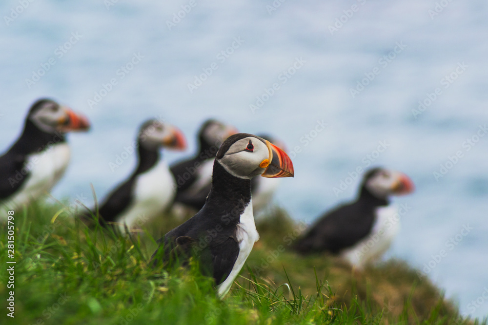 Close up/detailed portrait view of group of Arctic or Atlantic Puffins bird with orange beaks. Blue water color background. Latrabjarg cliff, Westfjords, Iceland. Popular tourist attraction in summer. Close up/detailed portrait view of group of Arctic or Atlantic Puffins bird with orange beaks. Blue water color background. Latrabjarg cliff, Westfjords, Iceland. Popular tourist attraction in summer.