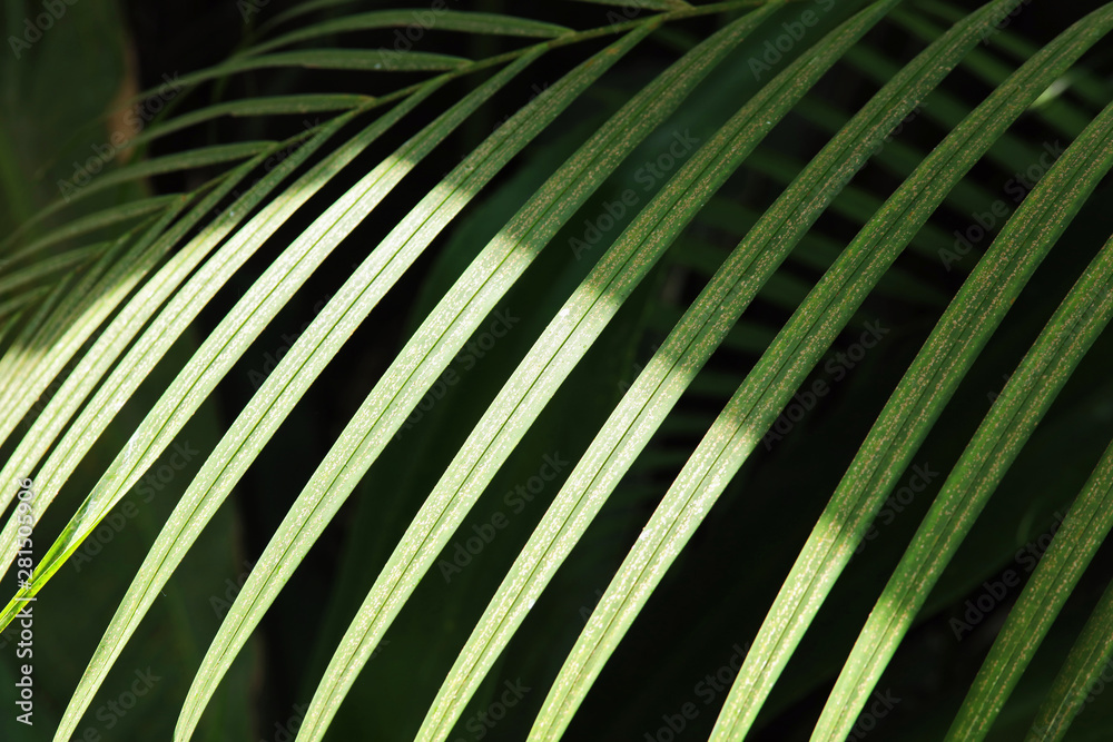 Tropical palm leaves, floral pattern background