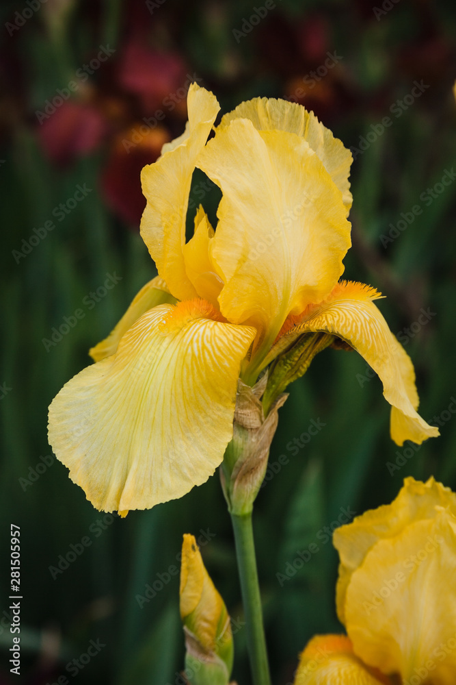 Fototapeta premium Beautiful yellow iris flower. Summer garden.