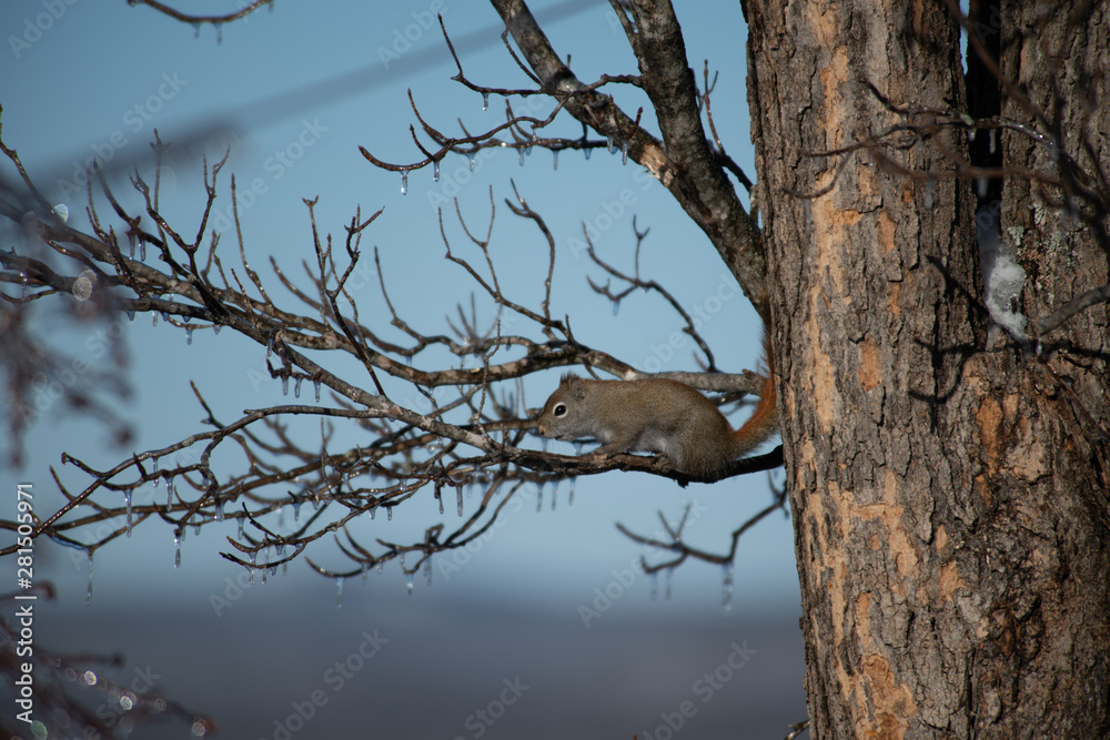 Red Squirrel winter landscape Red Squirrel winter landscape