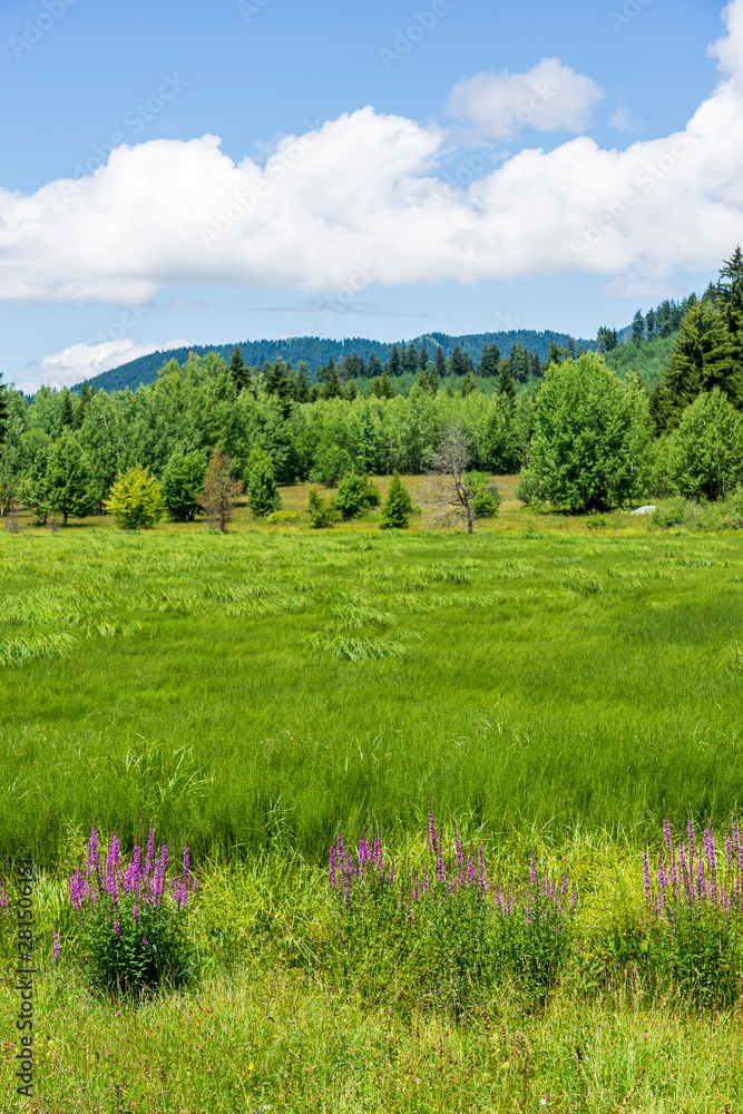 Black Sea turkey and green pine trees forest landscape with blue cloudy sky Black Sea turkey and green pine trees forest landscape with blue cloudy sky