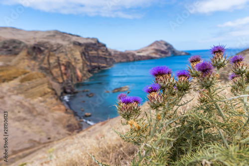 Purple blooming thistle in front of rocky coastline in Madeira, Portugal