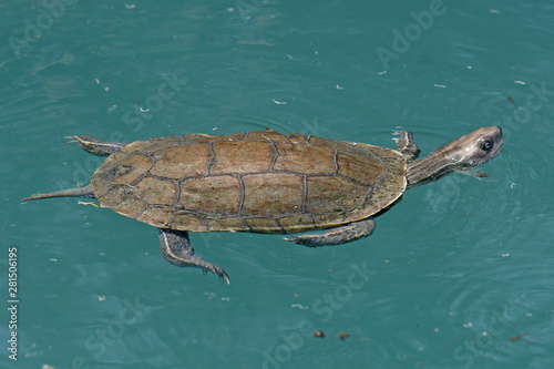 Eurasische Bachschildkröte (Mauremys rivulata) - Balkan pond turtle photo