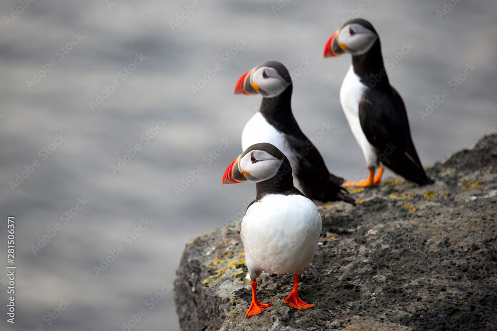Fototapeta premium Three birds puffins sitting on a cliff of Iceland.