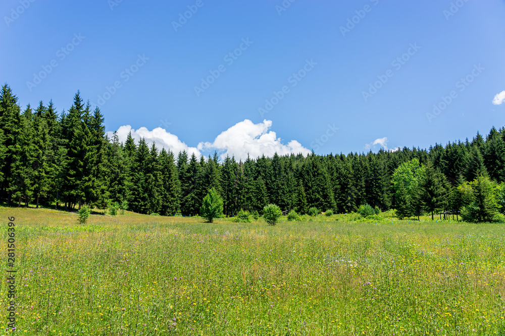 Black Sea turkey and green pine trees forest landscape with blue cloudy sky Black Sea turkey and green pine trees forest landscape with blue cloudy sky