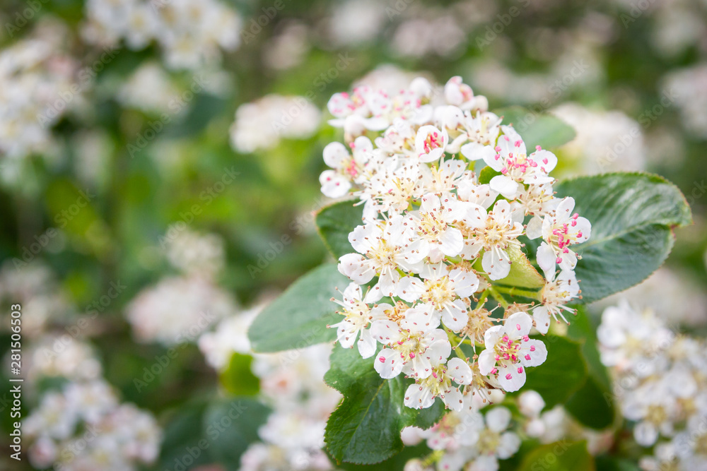 Blooms Bush black chokeberry in early summer white flowers Blooms Bush black chokeberry in early summer white flowers