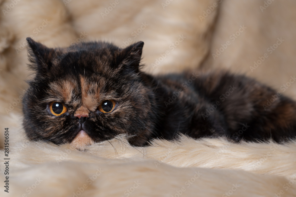 Persian cat of turtle color lies on a fur background