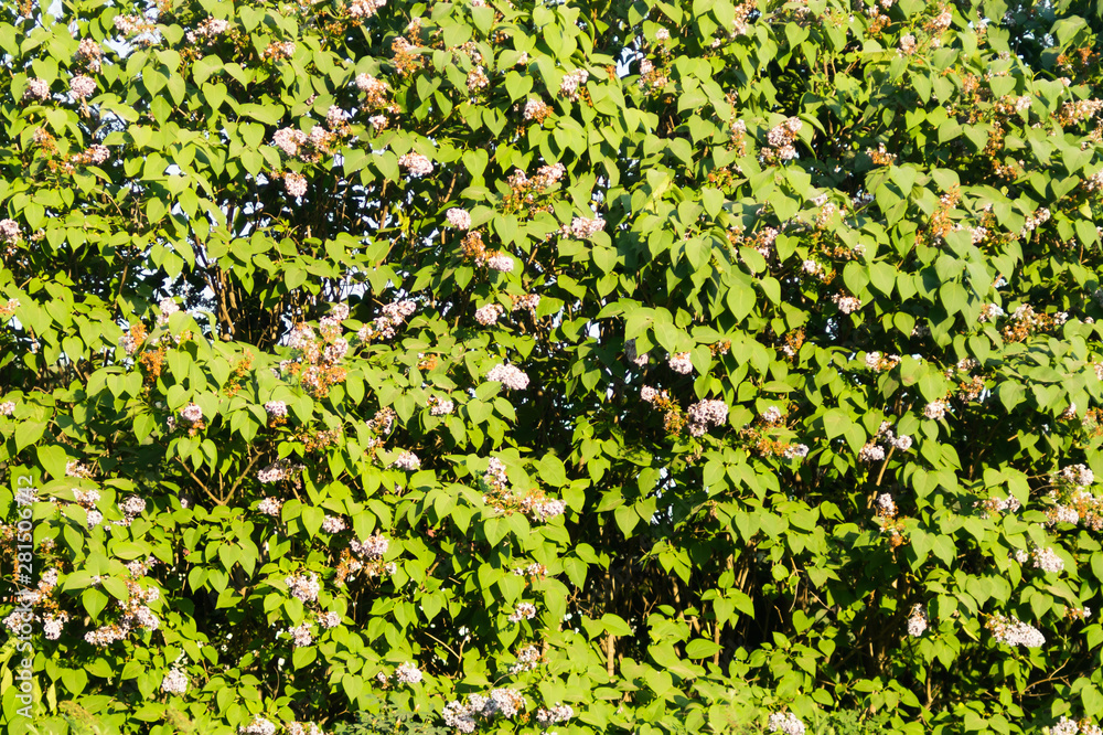 Green leaves texture. greenery nature background Green leaves texture. greenery nature background