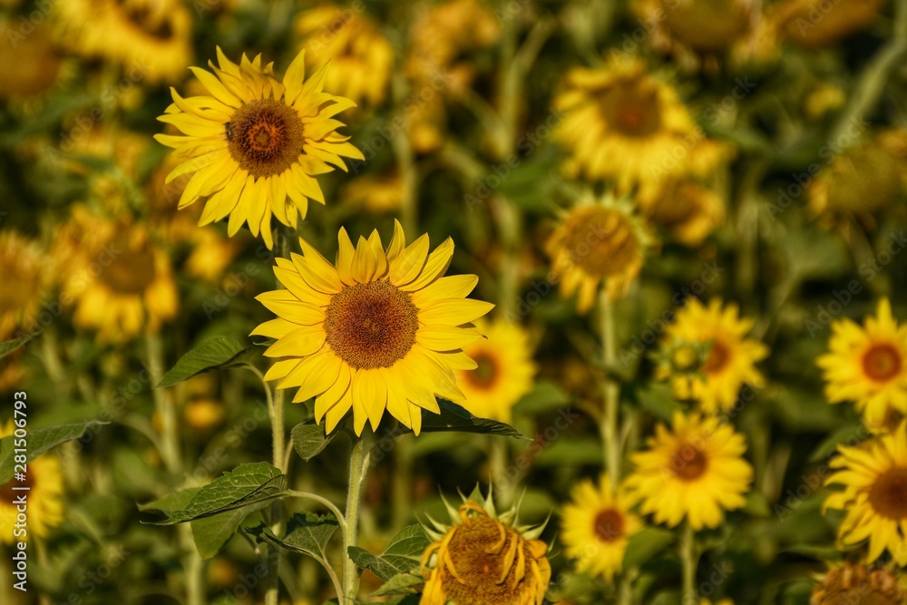 Blossom of sunflower in the field. Sunflower is an oilseed crop. Blossom of sunflower in the field. Sunflower is an oilseed crop.