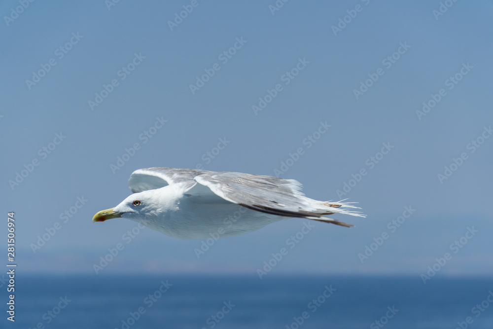 Fototapeta premium seagull in flight