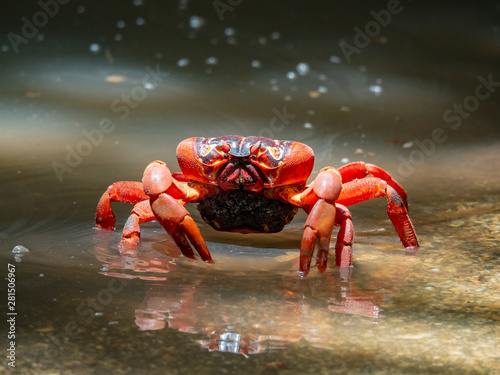 Crabs of Chrstmas Island