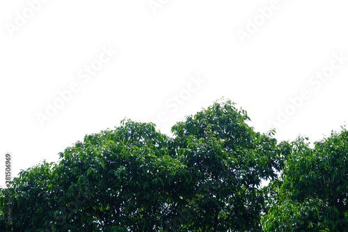 Tropical plants on white isolated background for green foliage backdrop