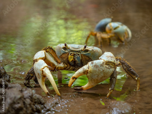 Crabs of Chrstmas Island