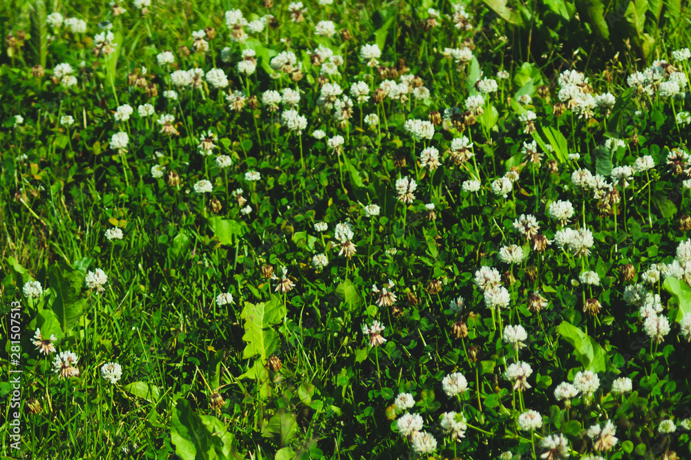 Green leaves texture. greenery nature background Green leaves texture. greenery nature background