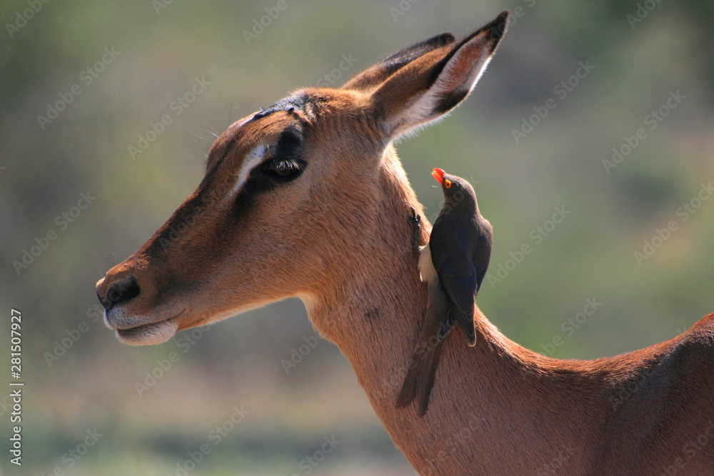 portrait of a small bird on the neck of an impala, South Africa portrait of a small bird on the neck of an impala, South Africa