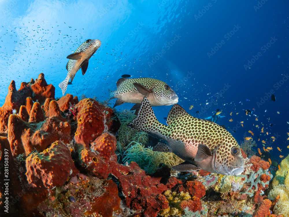 Obraz premium Korallen und Fische Süd Ost Asiens