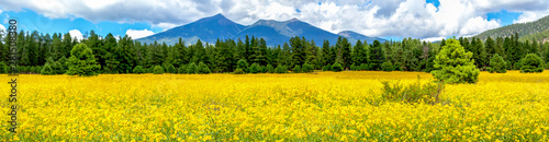 Flowers and Mountains. Mexican Sunflower Field in Flagstaff Arizona Panoramic photo