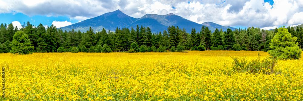 Flower Meadow with Pine Trees and Mountains in the Background Panorama. Flagstaff, Arizona Sunflower Field and San Francisco Peaks