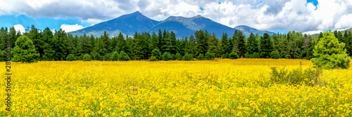 Flower Meadow with Pine Trees and Mountains in the Background Panorama. Flagstaff, Arizona Sunflower Field and San Francisco Peaks © Monica Lara