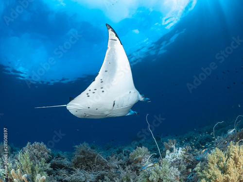 Big Fish at the tubbataha reef in the philippines © Sascha Caballero