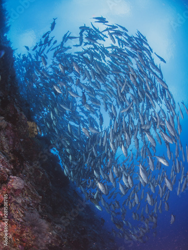 Fische und Korallen Christmas Island