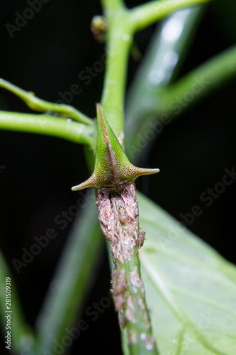 Umbonia Spinosa photo