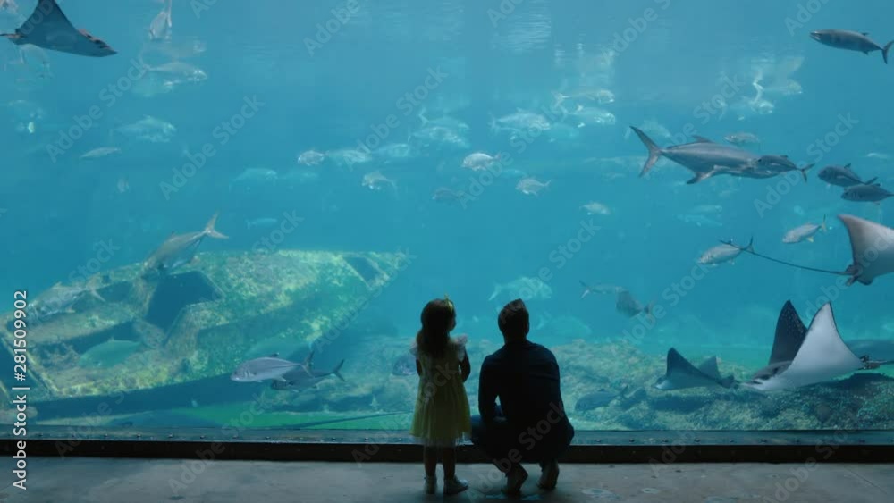 father with daughter at aquarium looking at beautiful fish swimming in tank little girl watching marine animals with curiosity having fun learning about marine life with dad in oceanarium