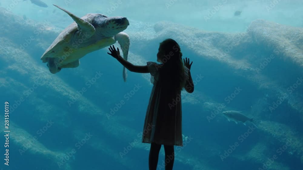 little girl at aquarium watching sea turtle swimming in tank curious child having fun watching fish swimming kid looking at marine life in oceanarium aquatic habitat 